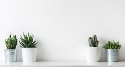 Tre krukväxter i vita krukor på en hylla mot en vit bakgrund.