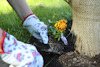 Händer i blommiga handskar planterar en gul blomma i jord bredvid ett träd inlindat med säckväv.