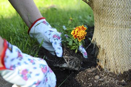 Händer i blommiga handskar planterar en gul blomma i jord bredvid ett träd inlindat med säckväv.