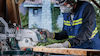 Person som använder en Bosch-märkt såg för att skära en träplanka. Använder skyddsutrustning.
