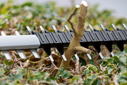 Häcksaxblad beskär en gren och buskage.